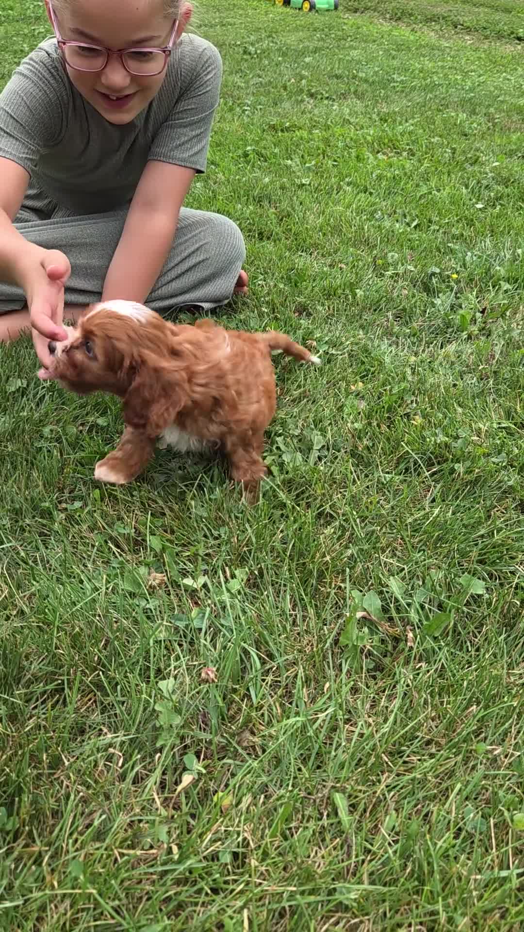 Cavapoo dogs for sale: Rover  - Video 2