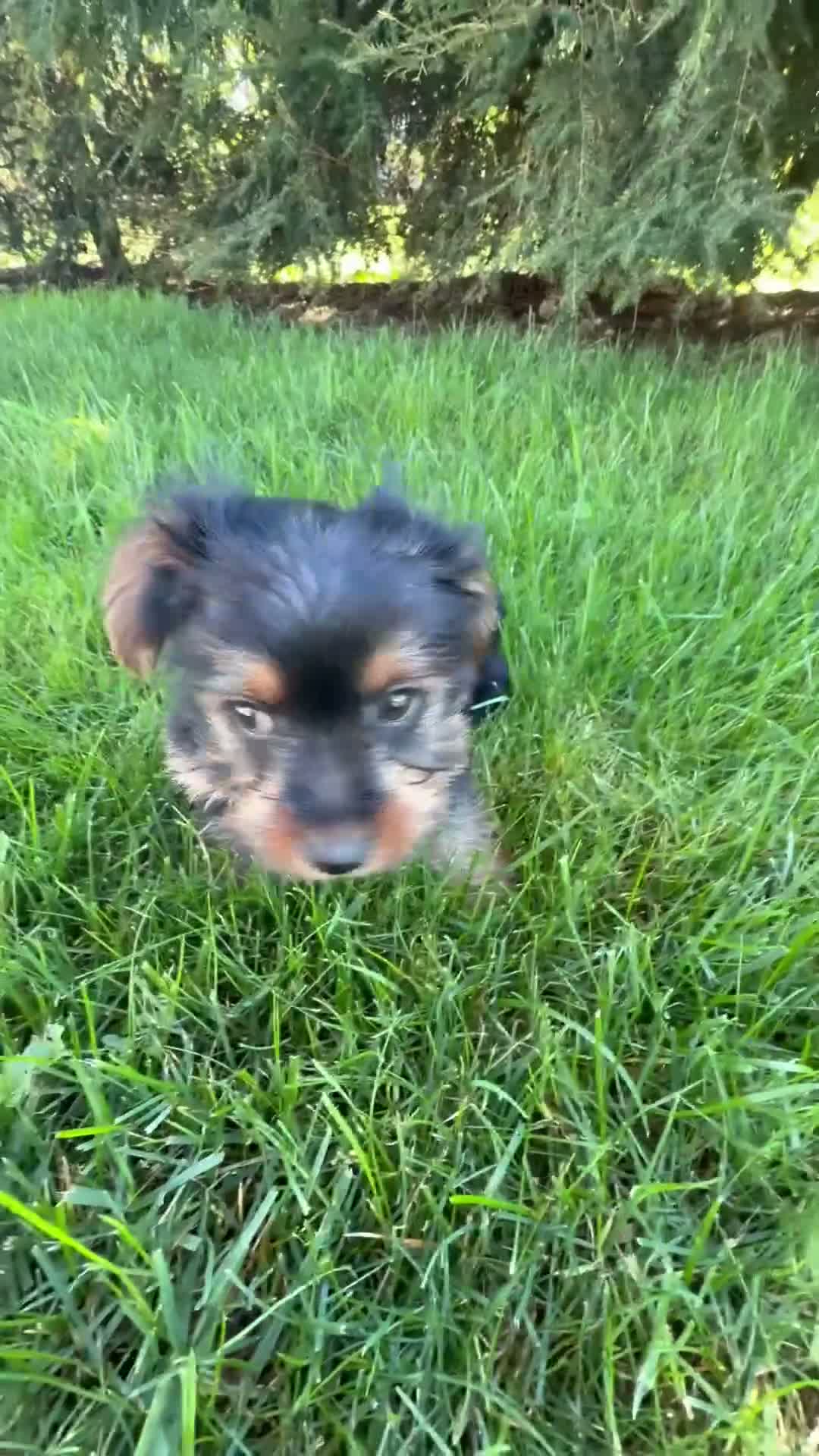 Yorkshire Terrier dogs for sale: Luna - Video 1