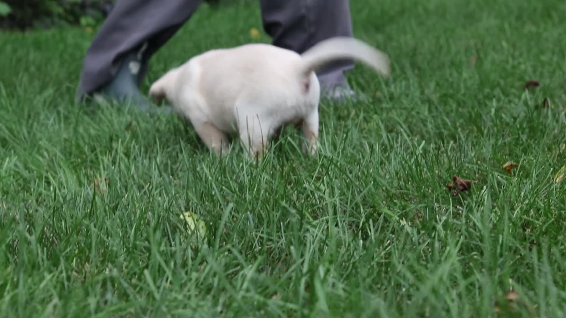 Labrador Retriever dogs for sale: Oscar - Video 1