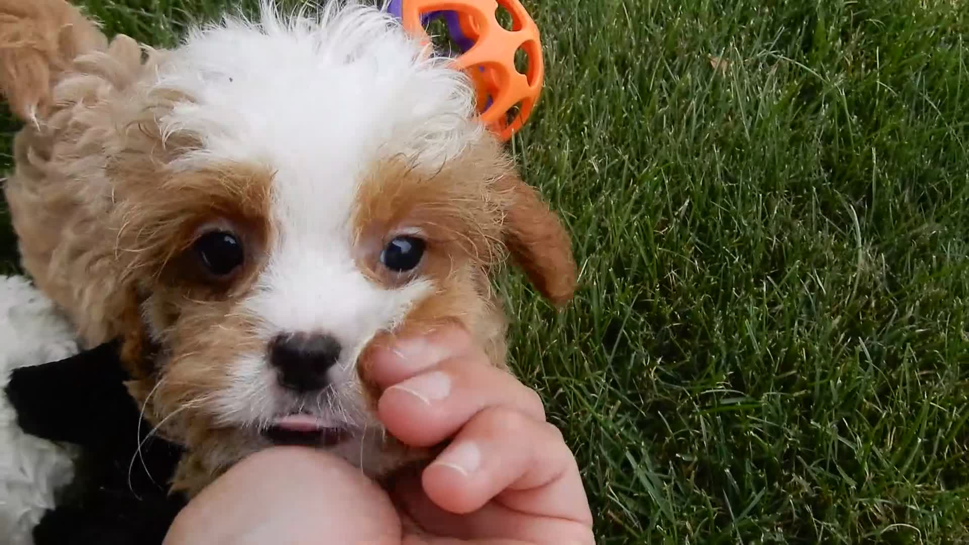 Cavapoo dogs for sale: Scout - Video 1