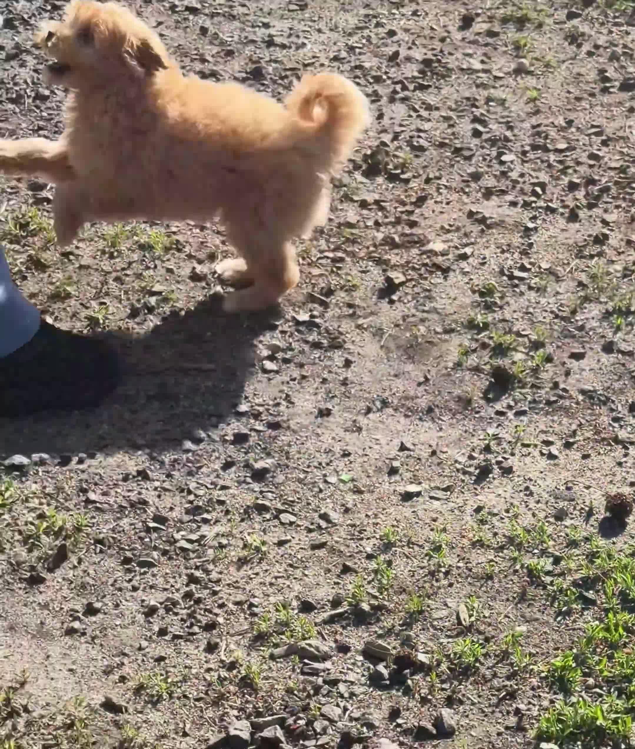 Pomapoo dogs for sale: Cheerio - Video 4