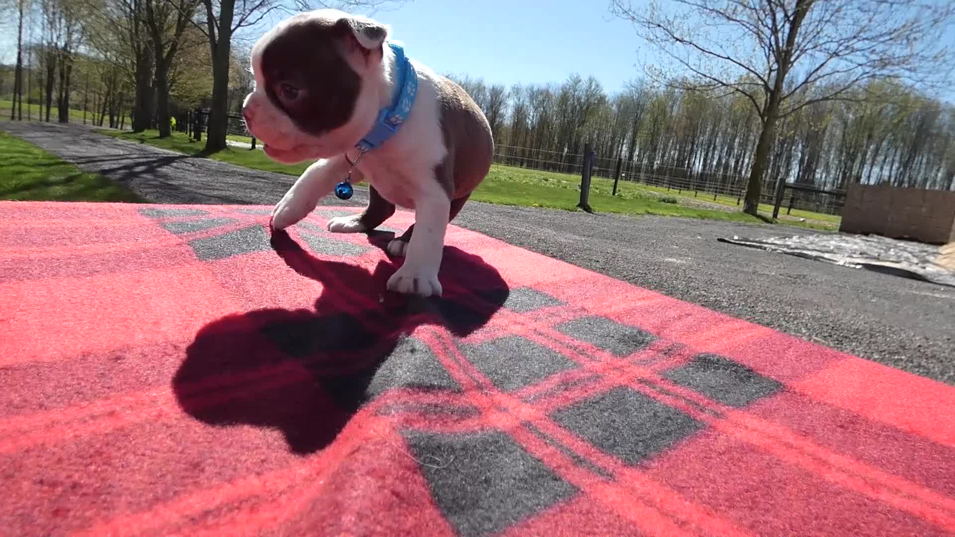 Boston Terrier dogs for sale: Boston Terrier Puppy 7 Serena - Video 1