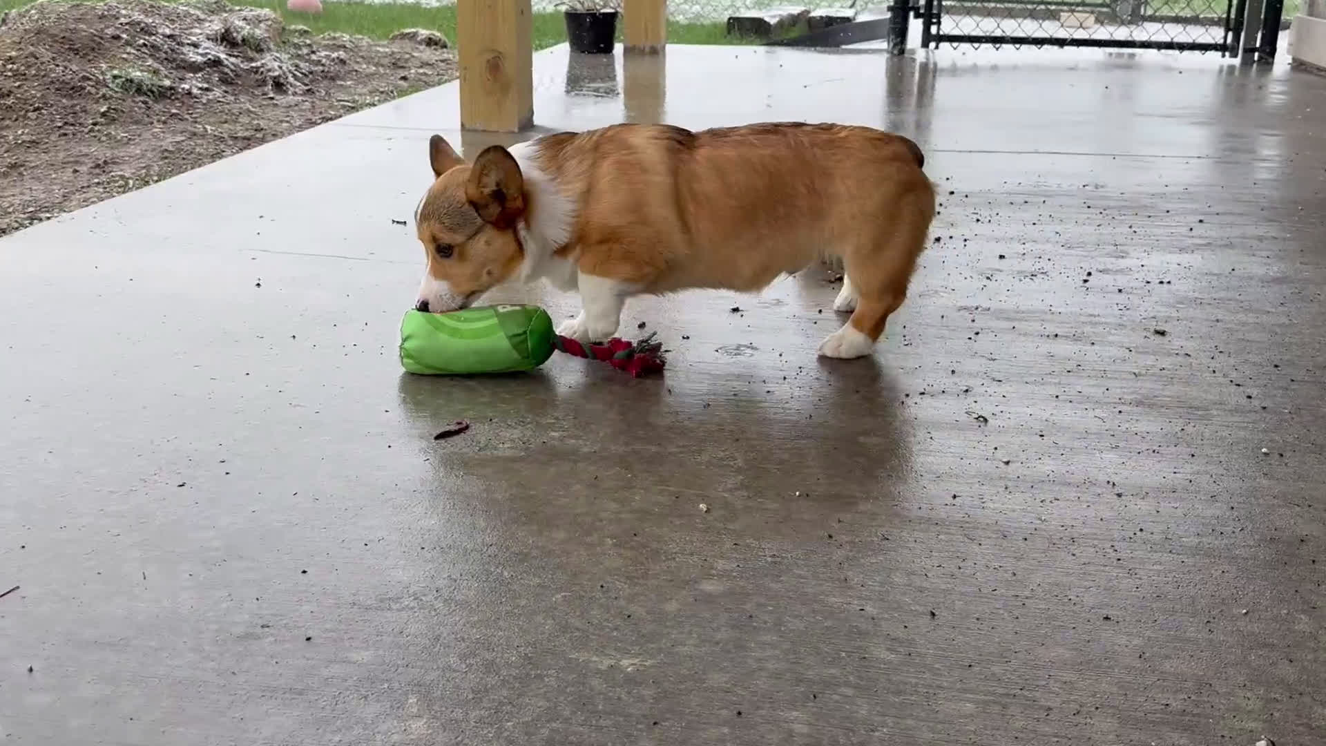 Welsh Corgi Pembroke dogs for sale: Kaden  - Video 1