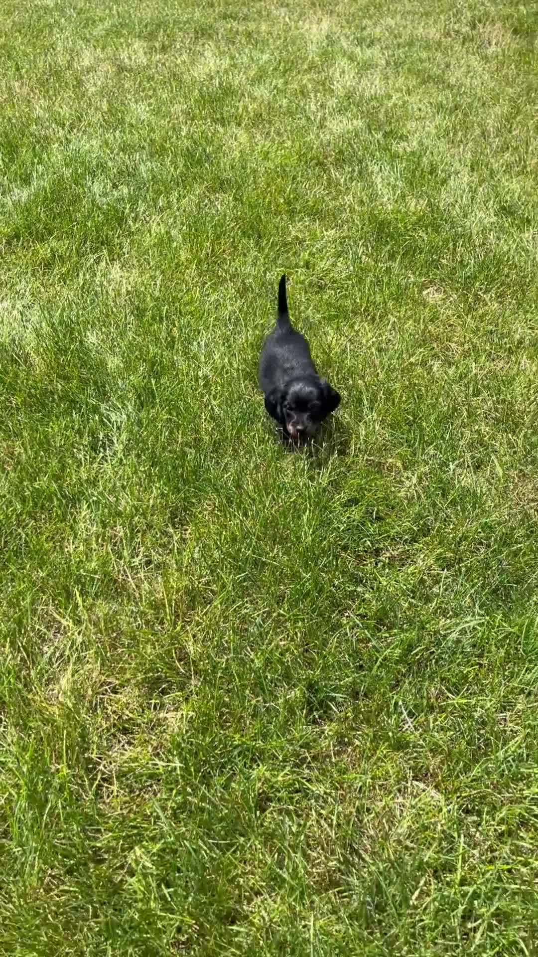 Miniature Dachshund dogs for sale: Jill - Video 1