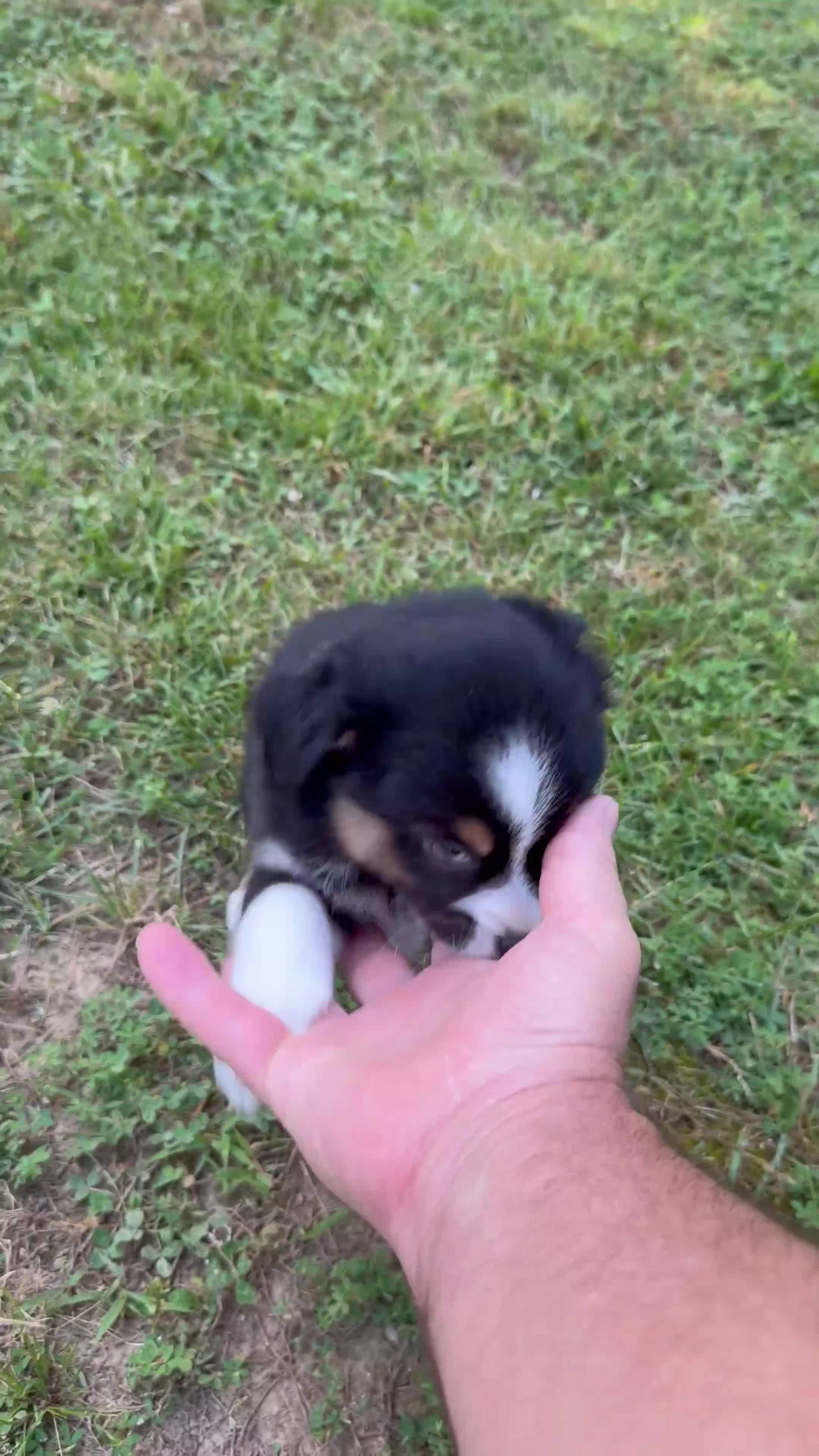 Australian Shepherd dogs for sale: Tinker Bell - Video 1