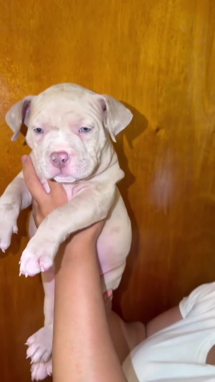 American Bully dogs for sale: American Bully 5 - Video 4