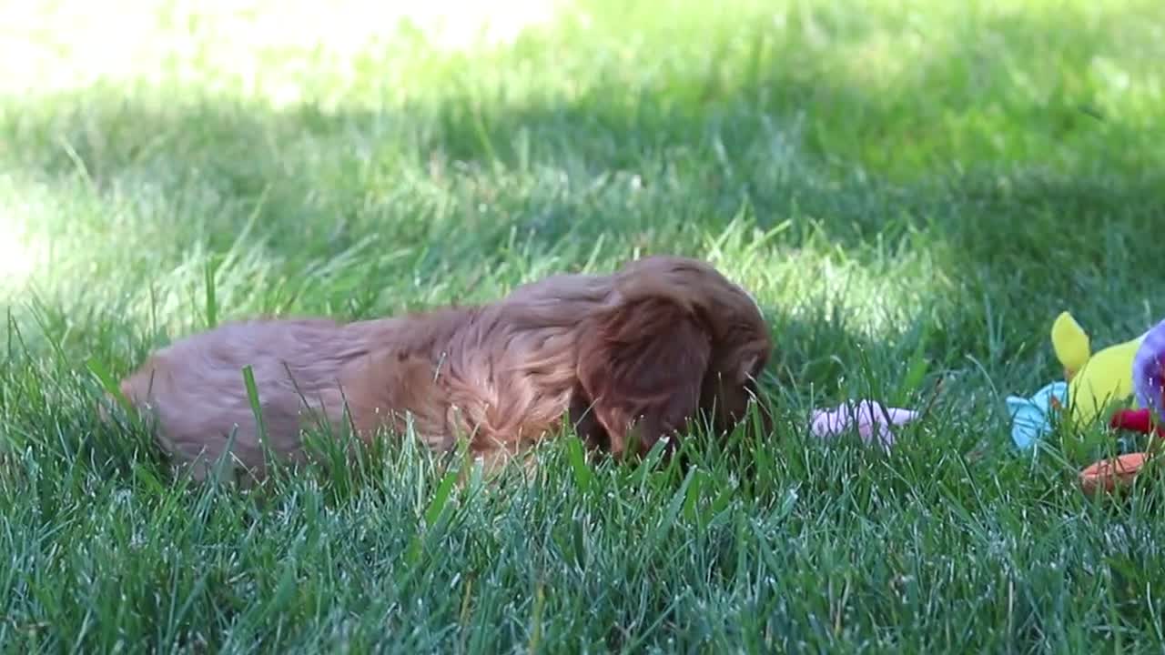 Cavapoo dogs for sale: Princess - Video 1