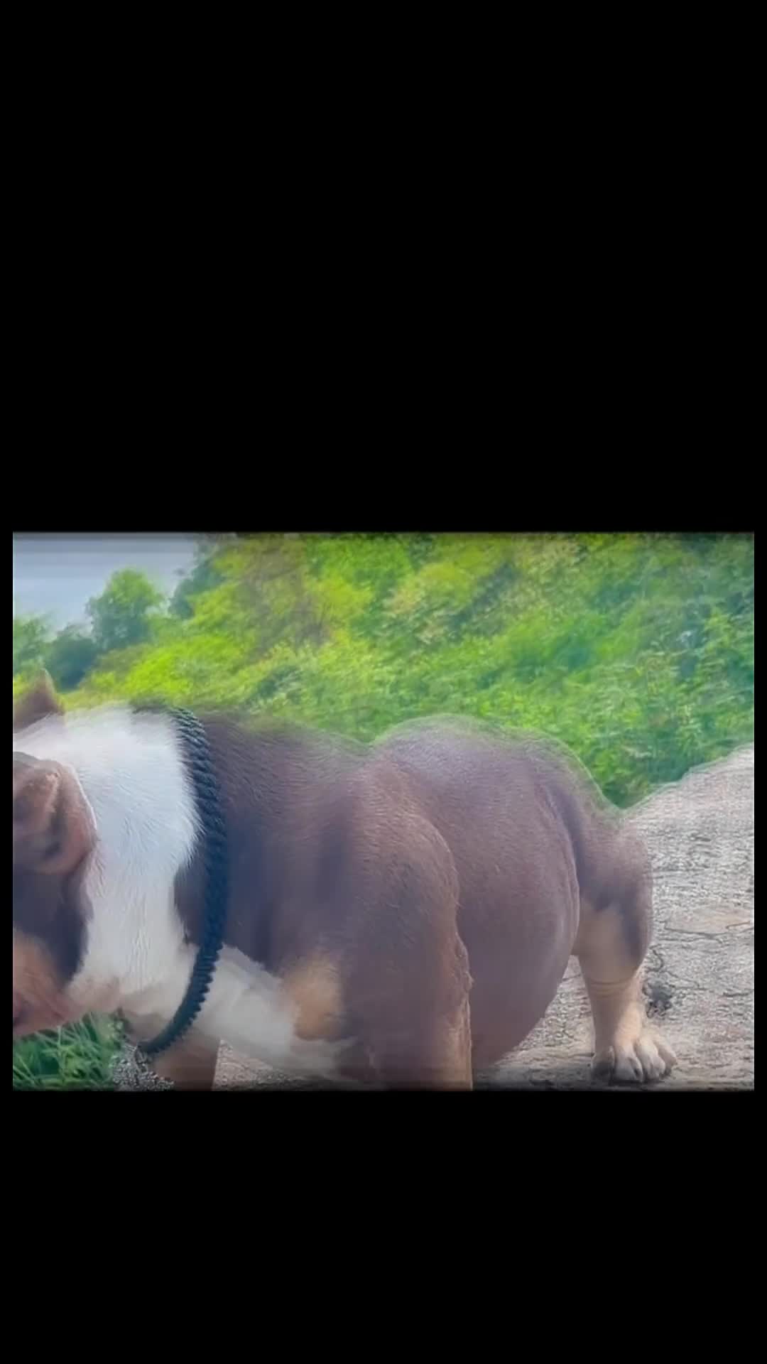 American Bully dogs for sale: lil UCE - Video 1
