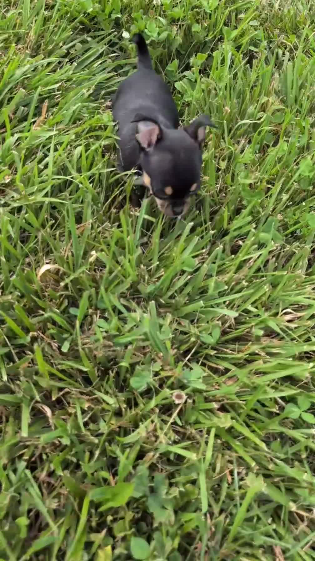 Chihuahua dogs for sale: Yogi - Video 2