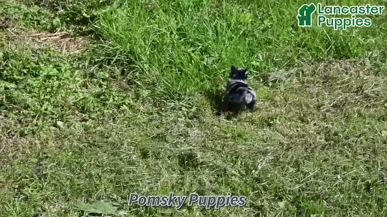 Pomsky dogs for sale: Tucker - Video 1