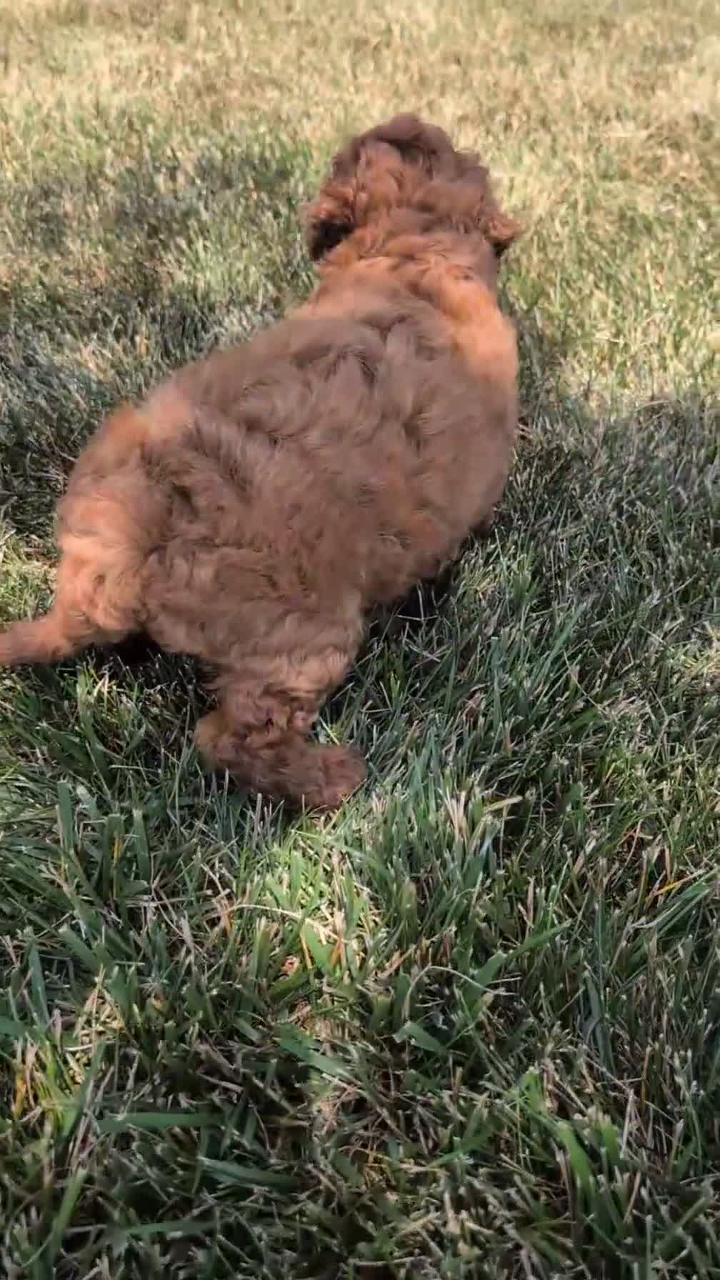 Cavapoo dogs for sale: Mason - Video 1