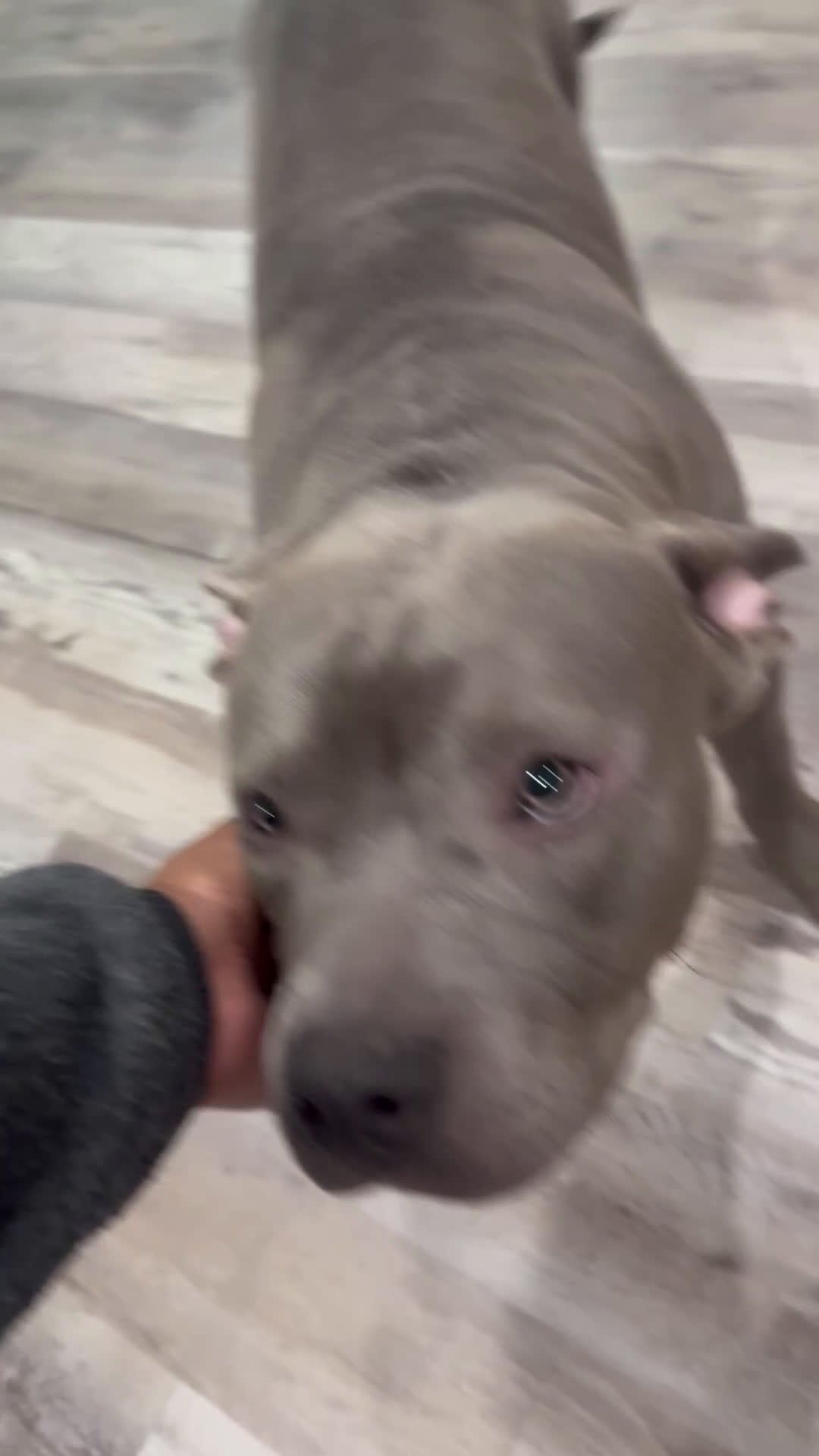 Mixed Breed dogs for sale: Bruno - Video 1