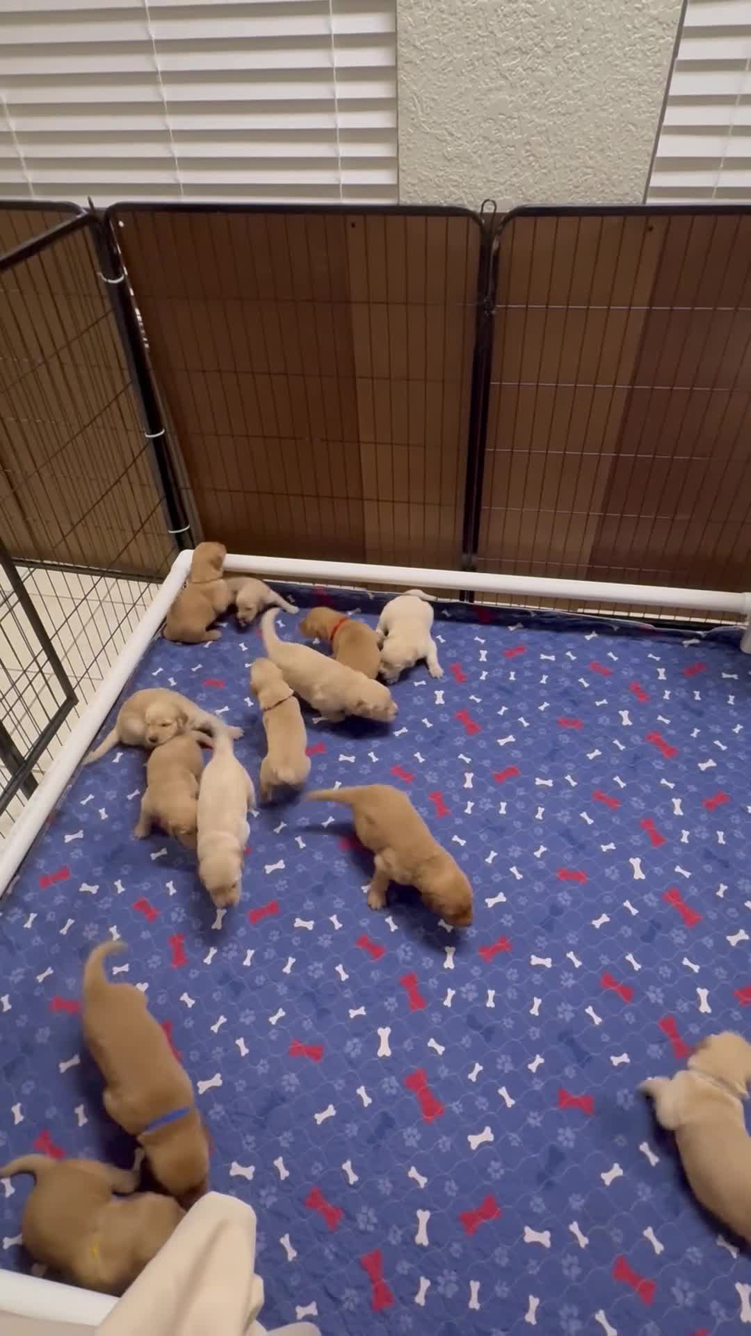 Golden Retriever dogs for sale: Mr Green - Video 1