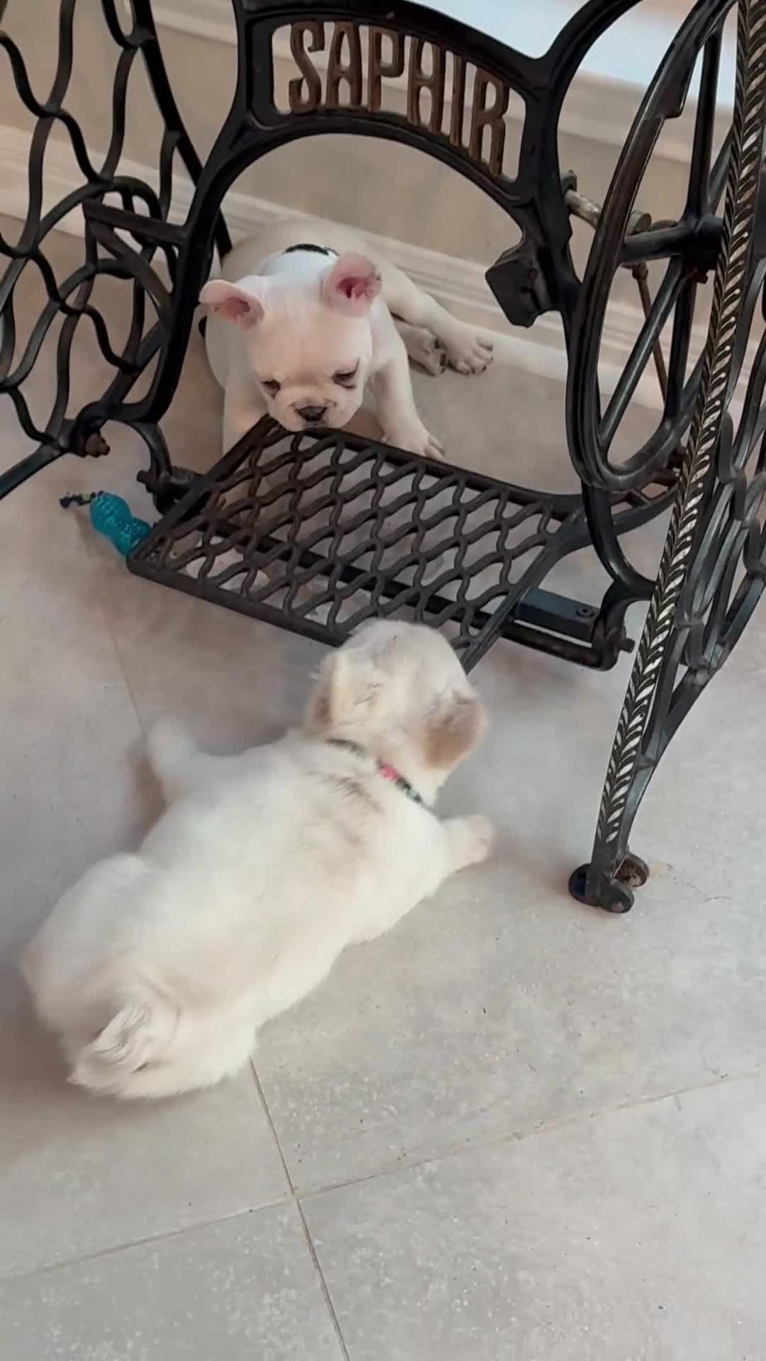 French Bulldog dogs for sale: French Bulldog 1 - Video 1