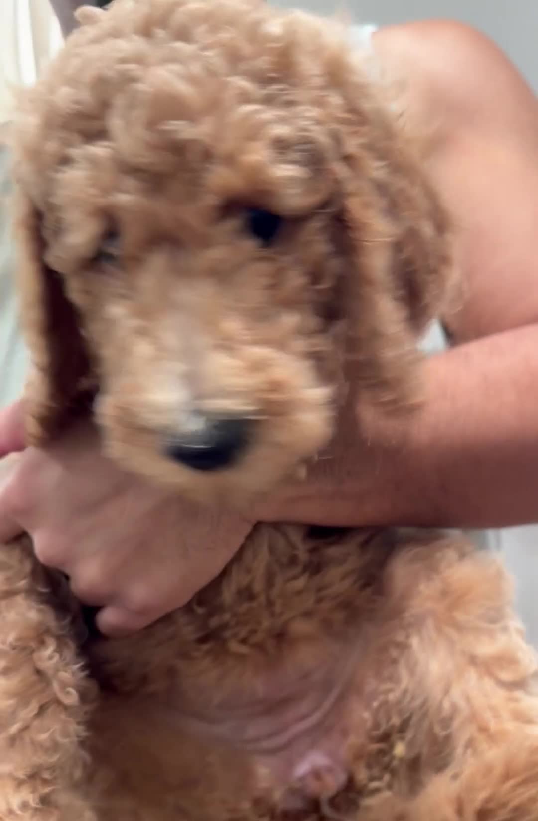 Labradoodle dogs for sale: Labradoodle 2 - Video 2