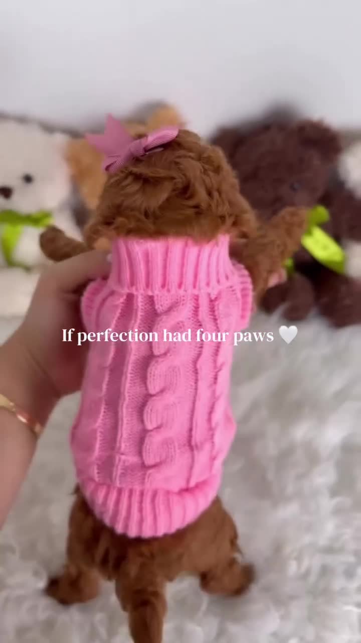 Maltipoo dogs for sale: Bonbon 🍬 - Video 2