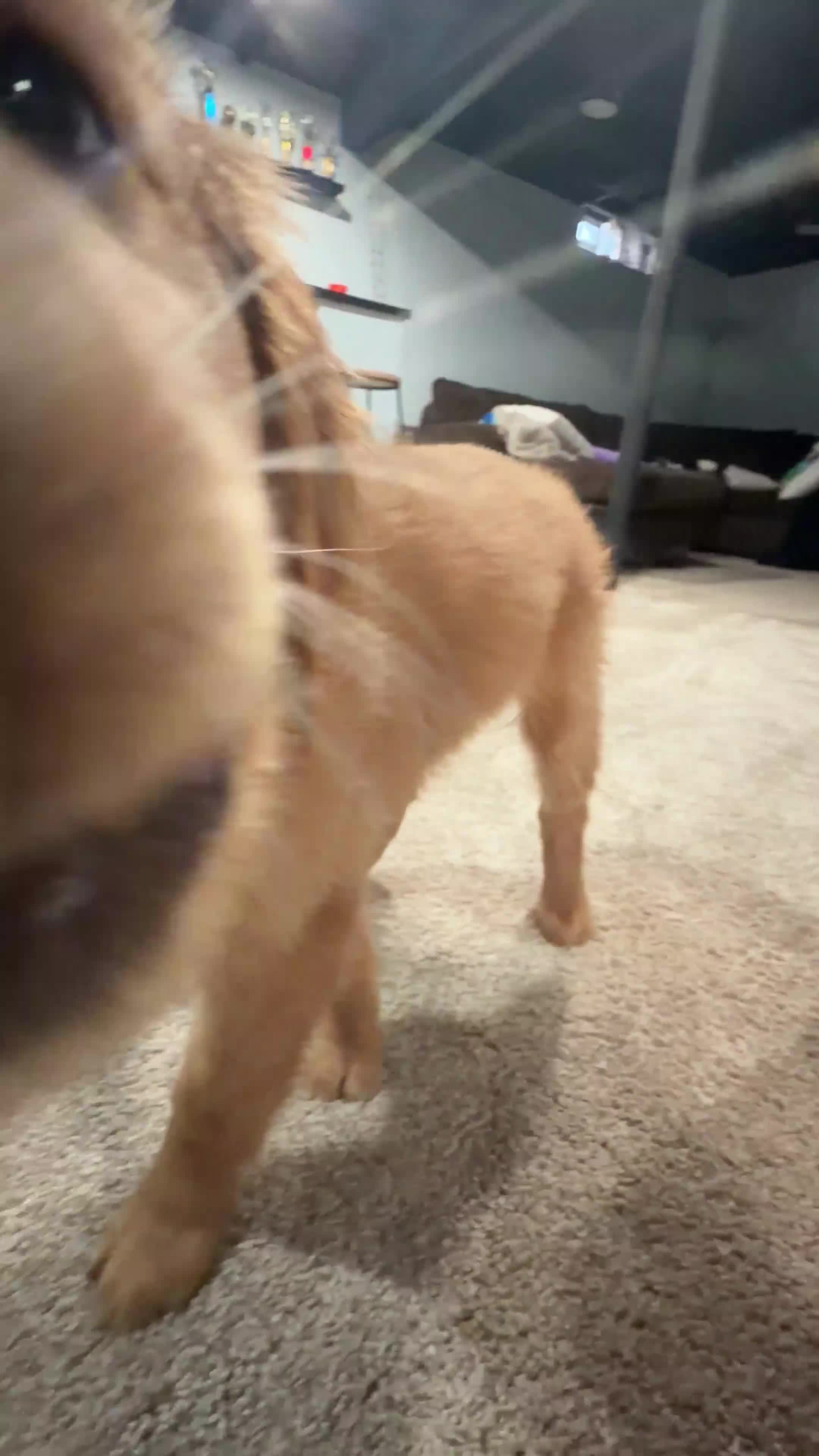 Golden Retriever dogs for sale: Prince - Video 4