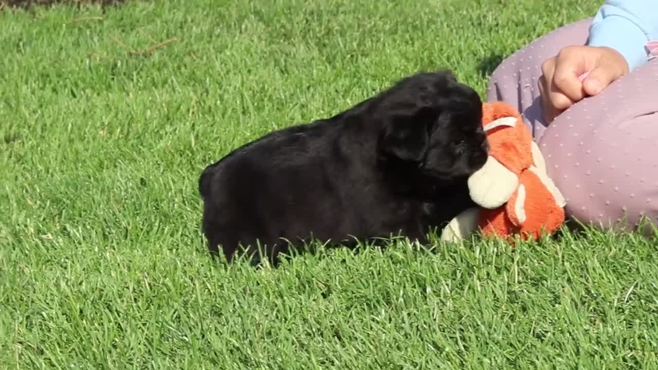 French Bulldog dogs for sale: Abe - Video 2