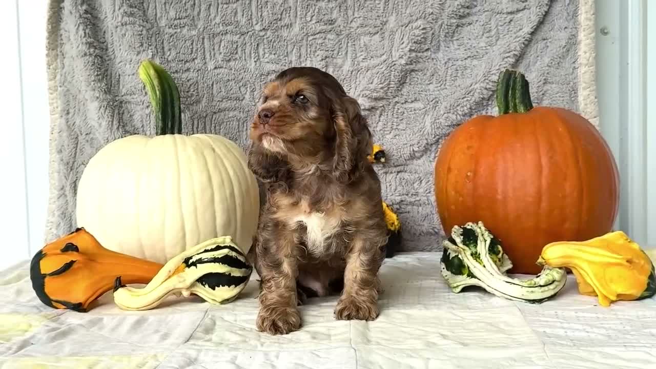 Cocker Spaniel dogs for sale: Zion - Video 1