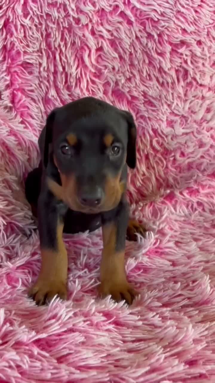 Doberman Pinscher dogs for sale: Doberman Pinscher 7 - Video 1