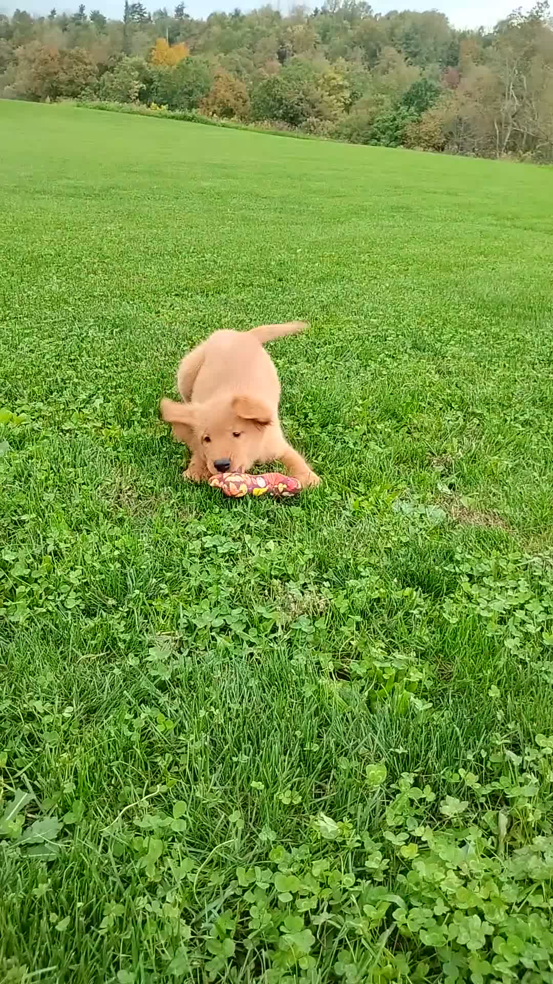 Golden Retriever dogs for sale: Copper - Video 2