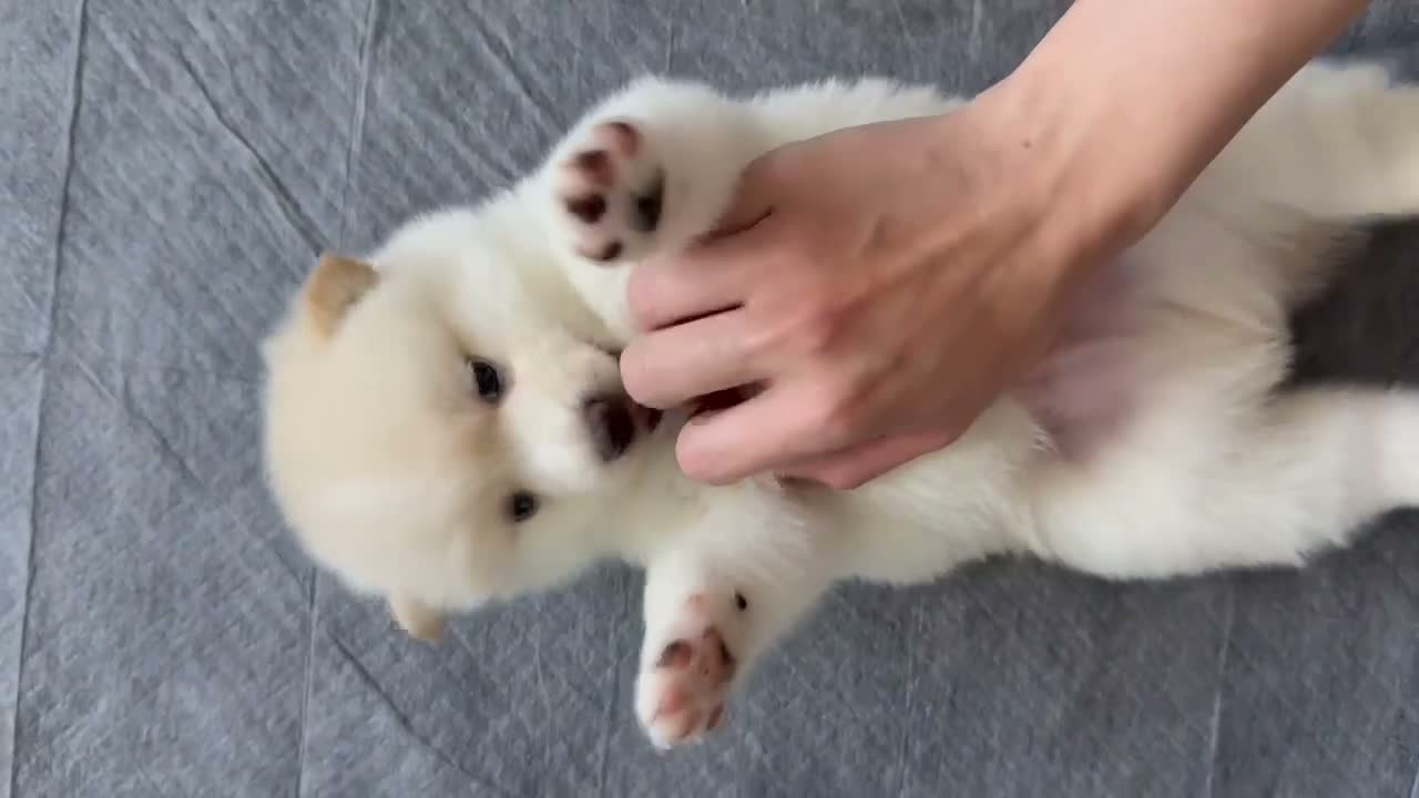 Mixed Breed dogs for sale: Atsushi - Video 1