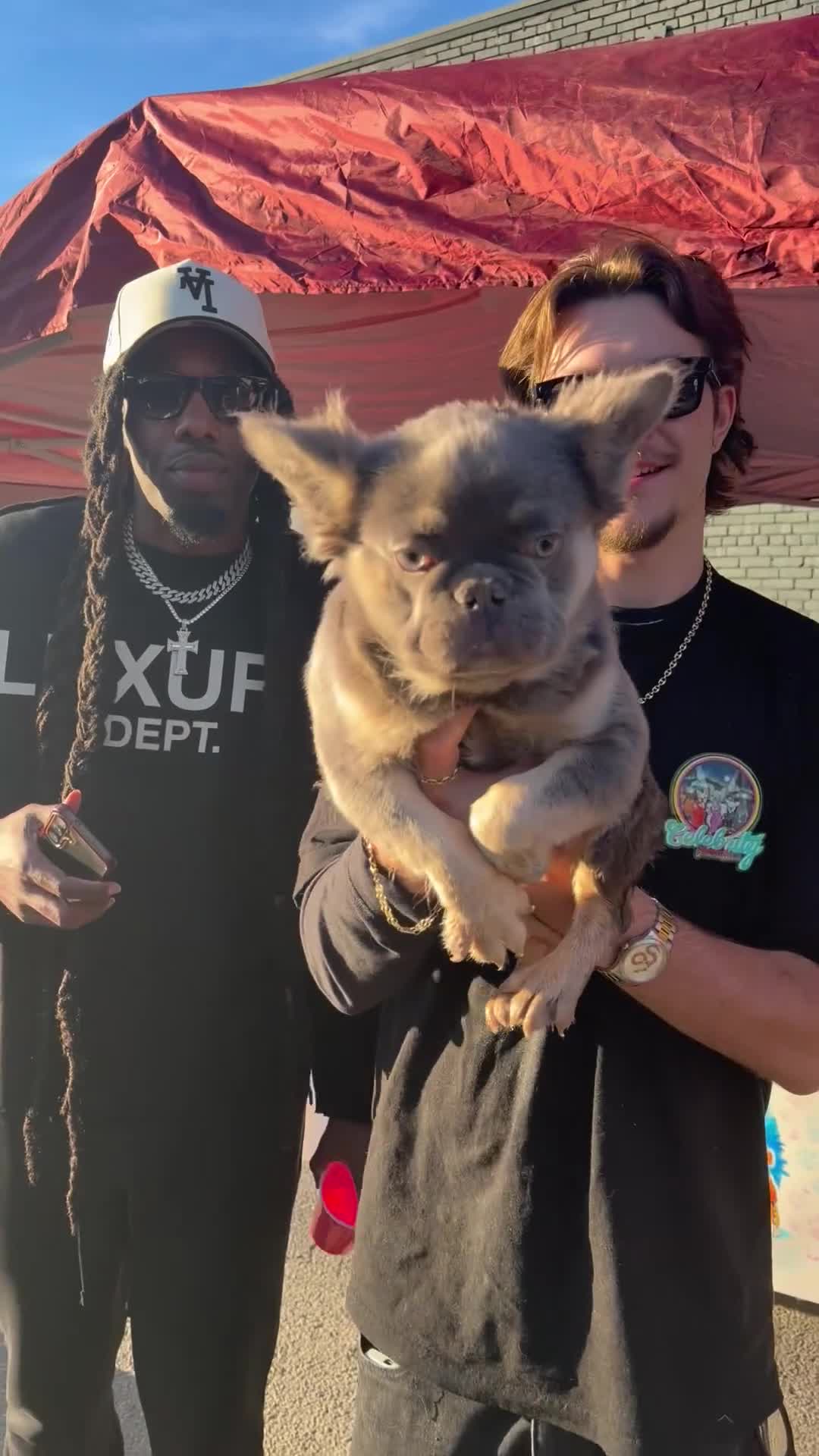 French Bulldog dogs for sale: Rocky - Rare Lilac Tan Visual Fluffy French Bulldog – Green Eyes 💎 - Video 7