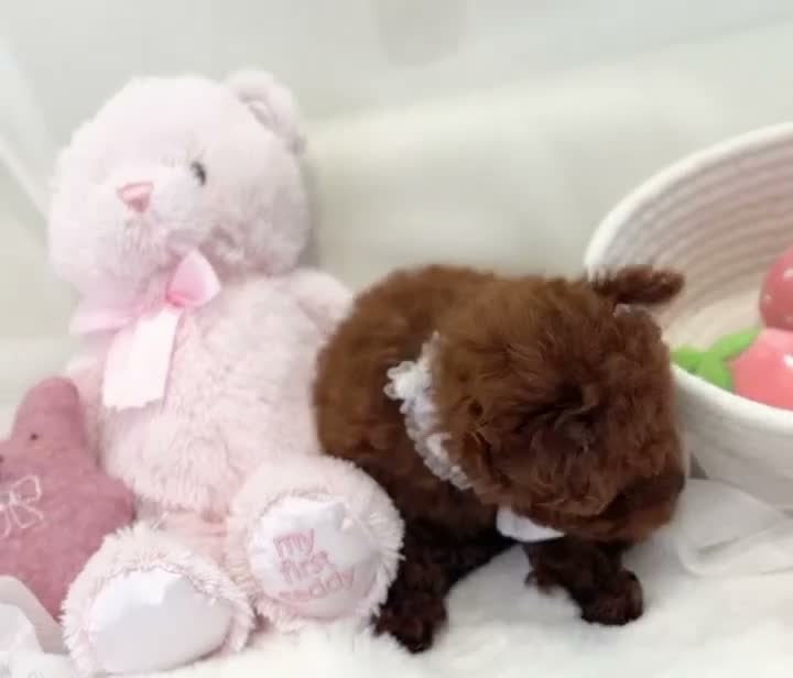 Toy Poodle dogs for sale: Lola - Video 1