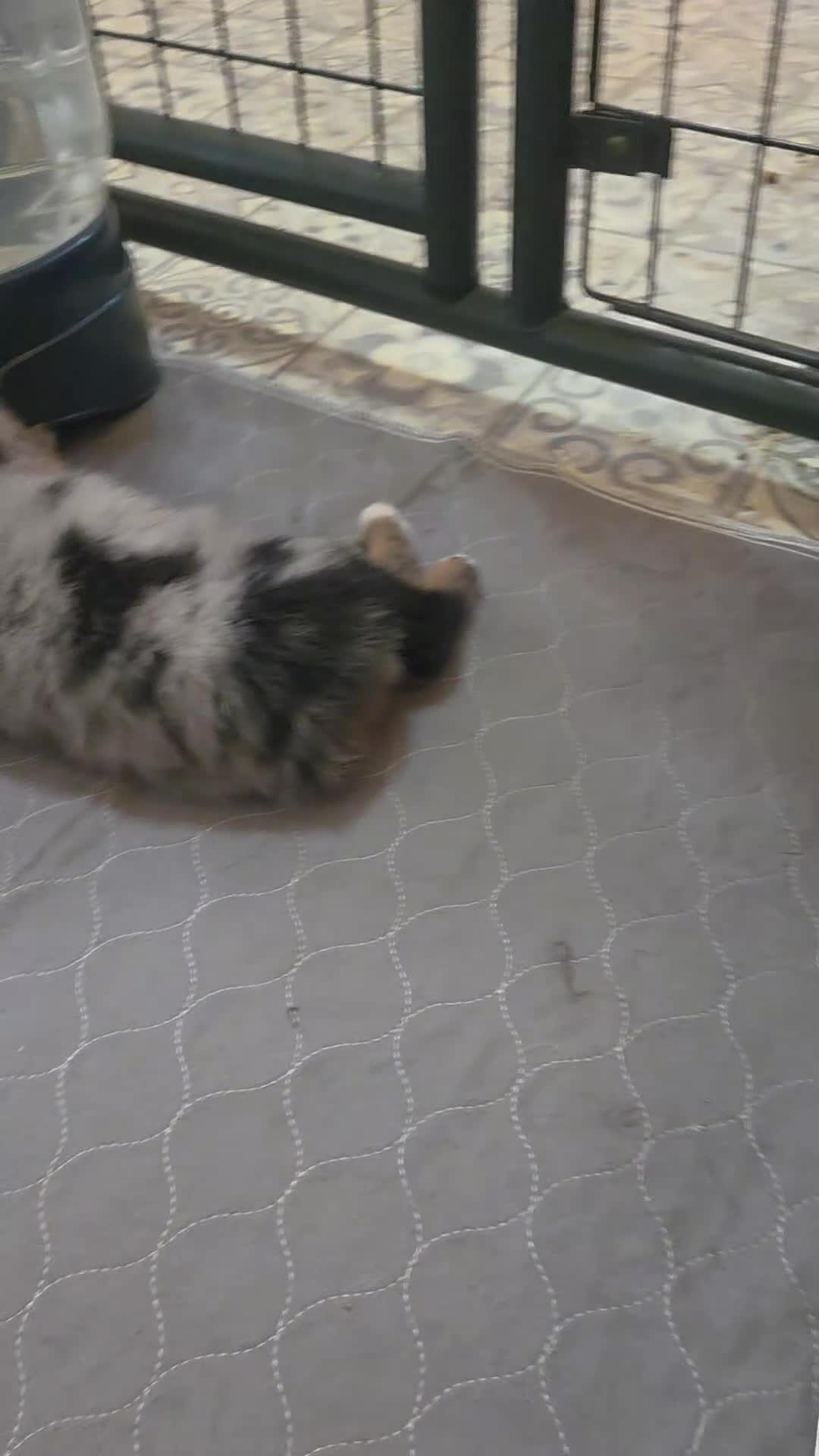 Australian Shepherd dogs for sale: Remi - Video 1