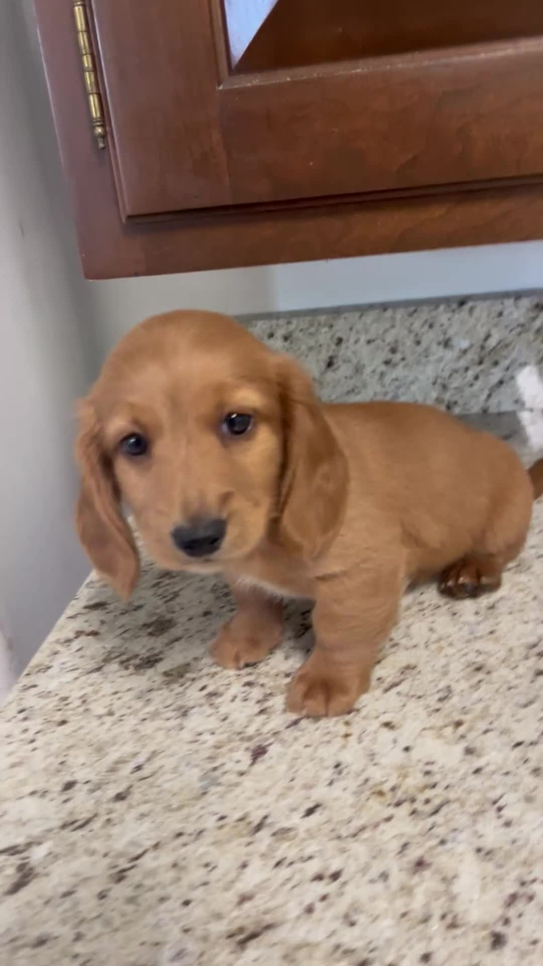 Miniature Dachshund dogs for sale: Winter - Video 1