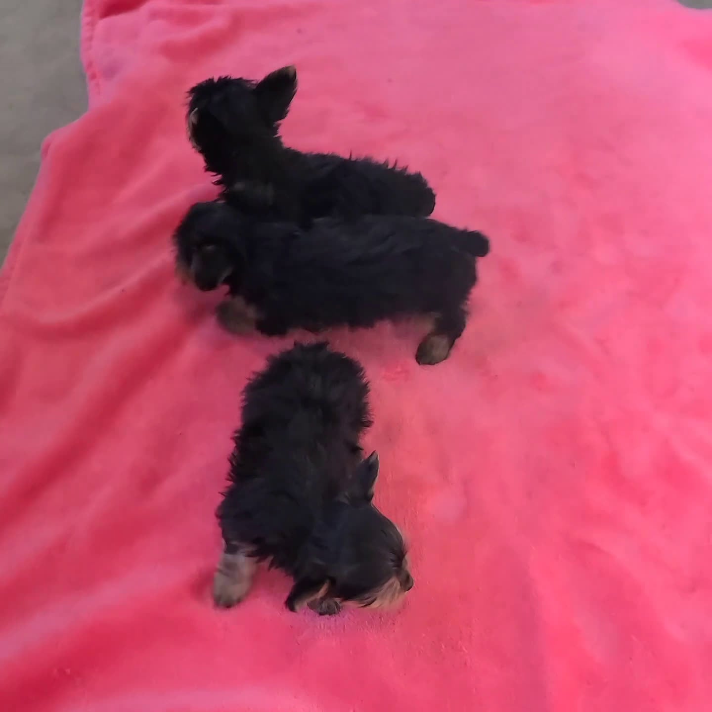 Yorkshire Terrier dogs for sale: Toby - Video 1