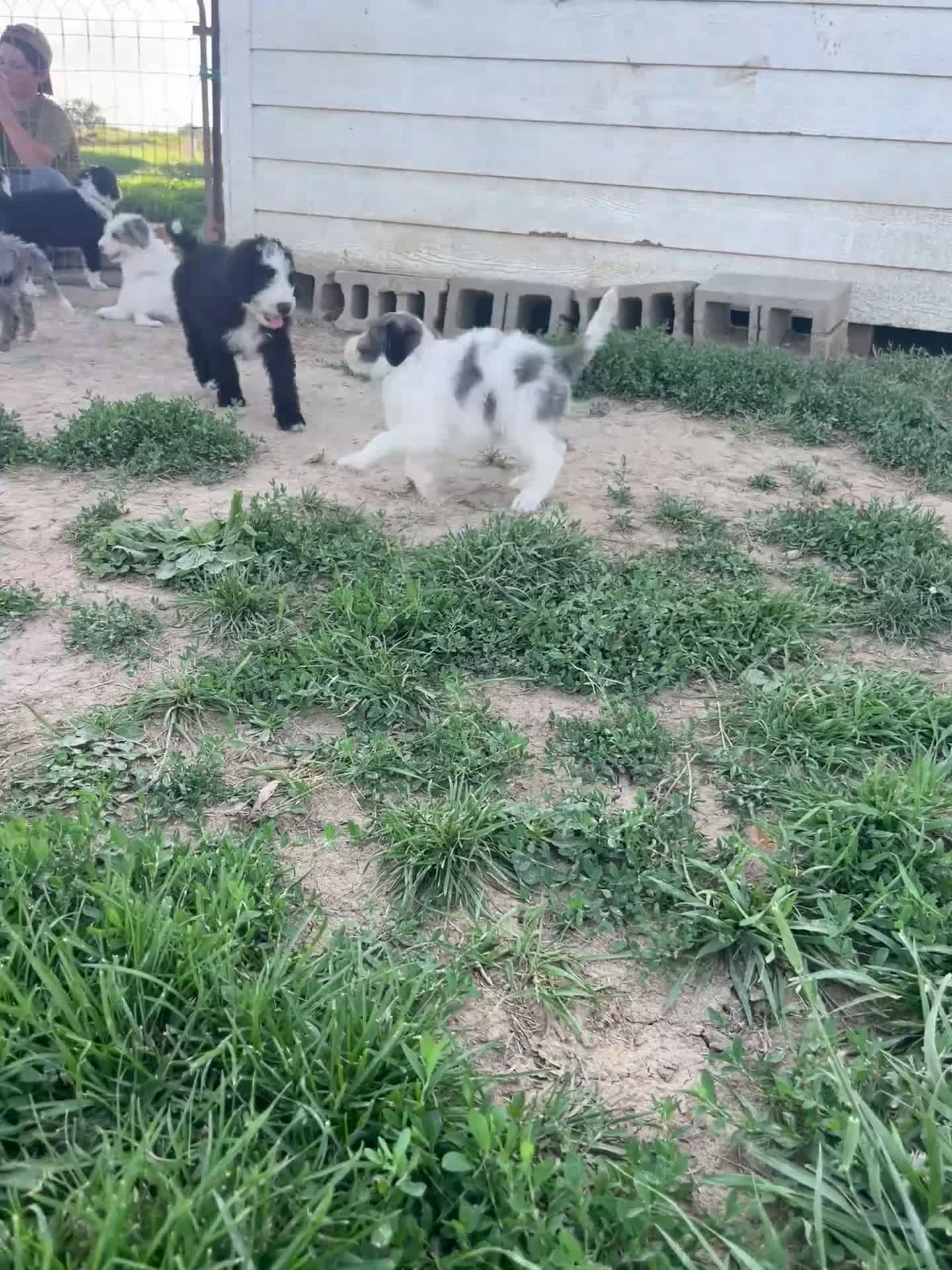 Sheepadoodle dogs for sale: Sheepadoodle 1 - Video 3