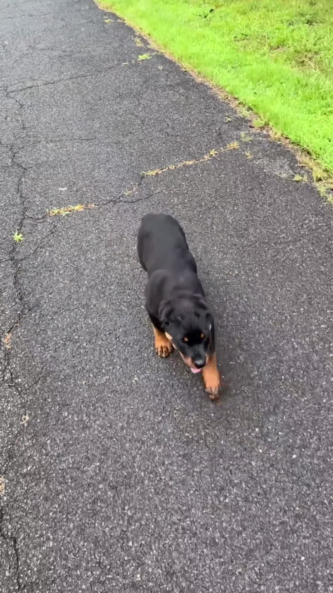 Rottweiler dogs for sale: Sheru Rottweiler - Video 1