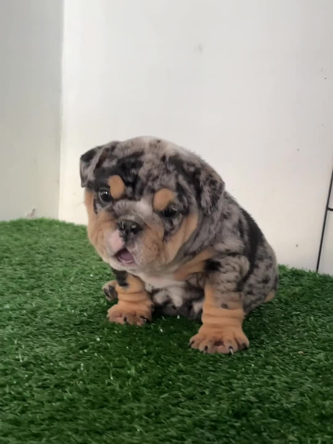 English Bulldog dogs for sale: English Bulldog 1 - Video 1