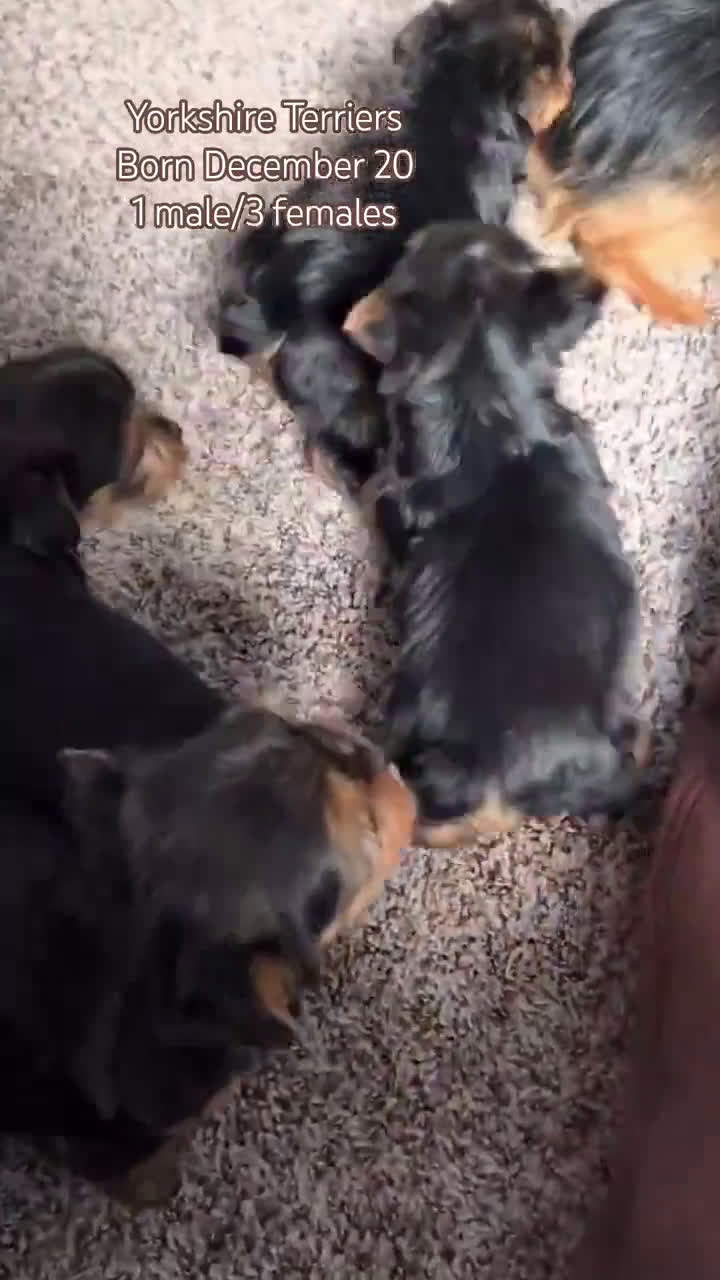 Yorkshire Terrier dogs for sale: Duke - Video 4