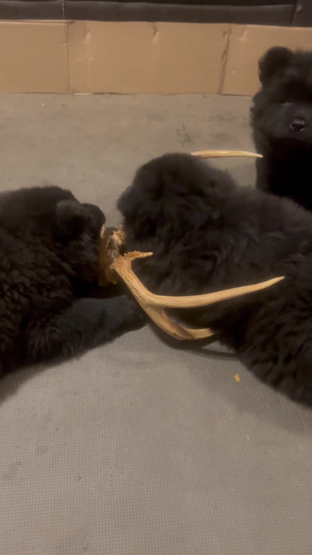 Chow Chow dogs for sale: #4 Ready for her new home 07/21/2026 new video too - Video 1