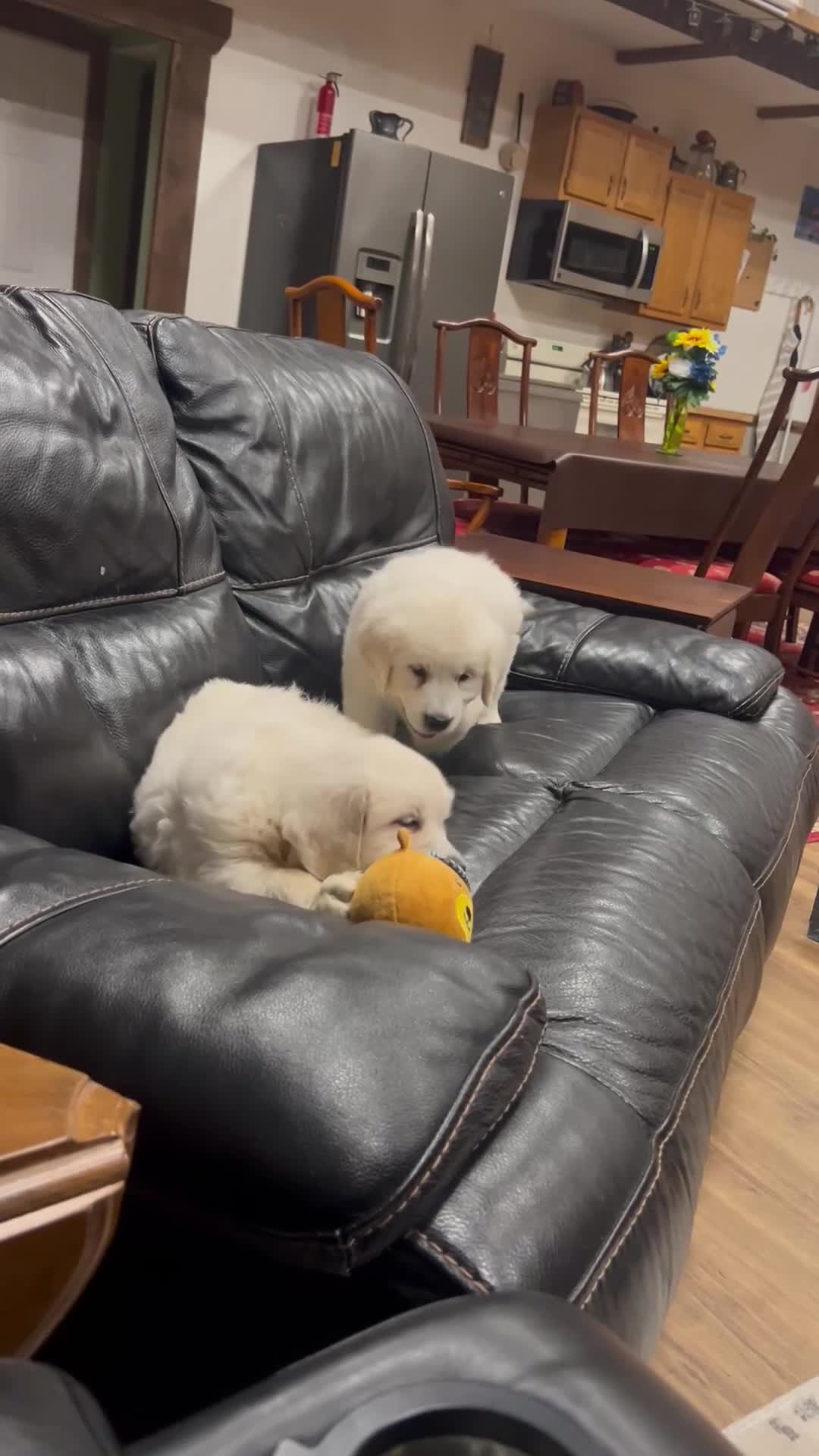 Golden Retriever dogs for sale: Golden Retriever 2 - Video 2