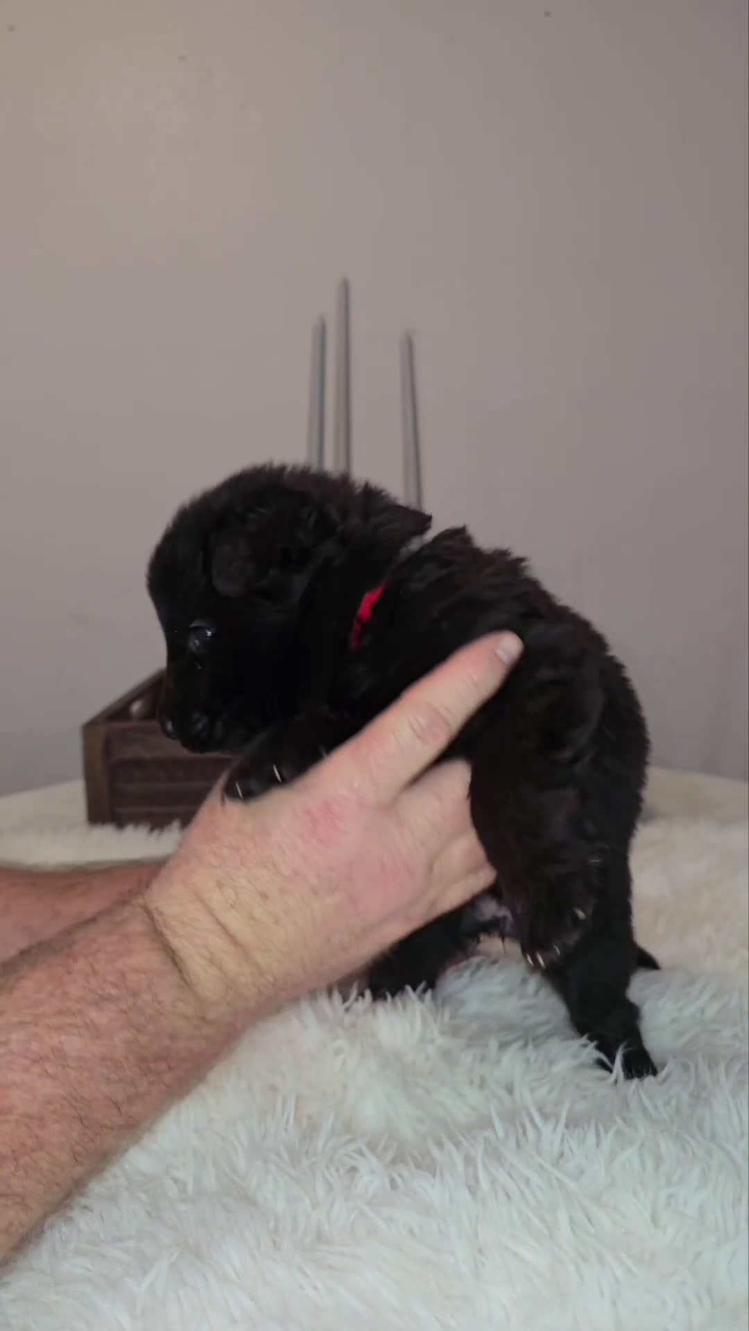 German Shepherd dogs for sale: Solid Black long hair Female Red - Video 1