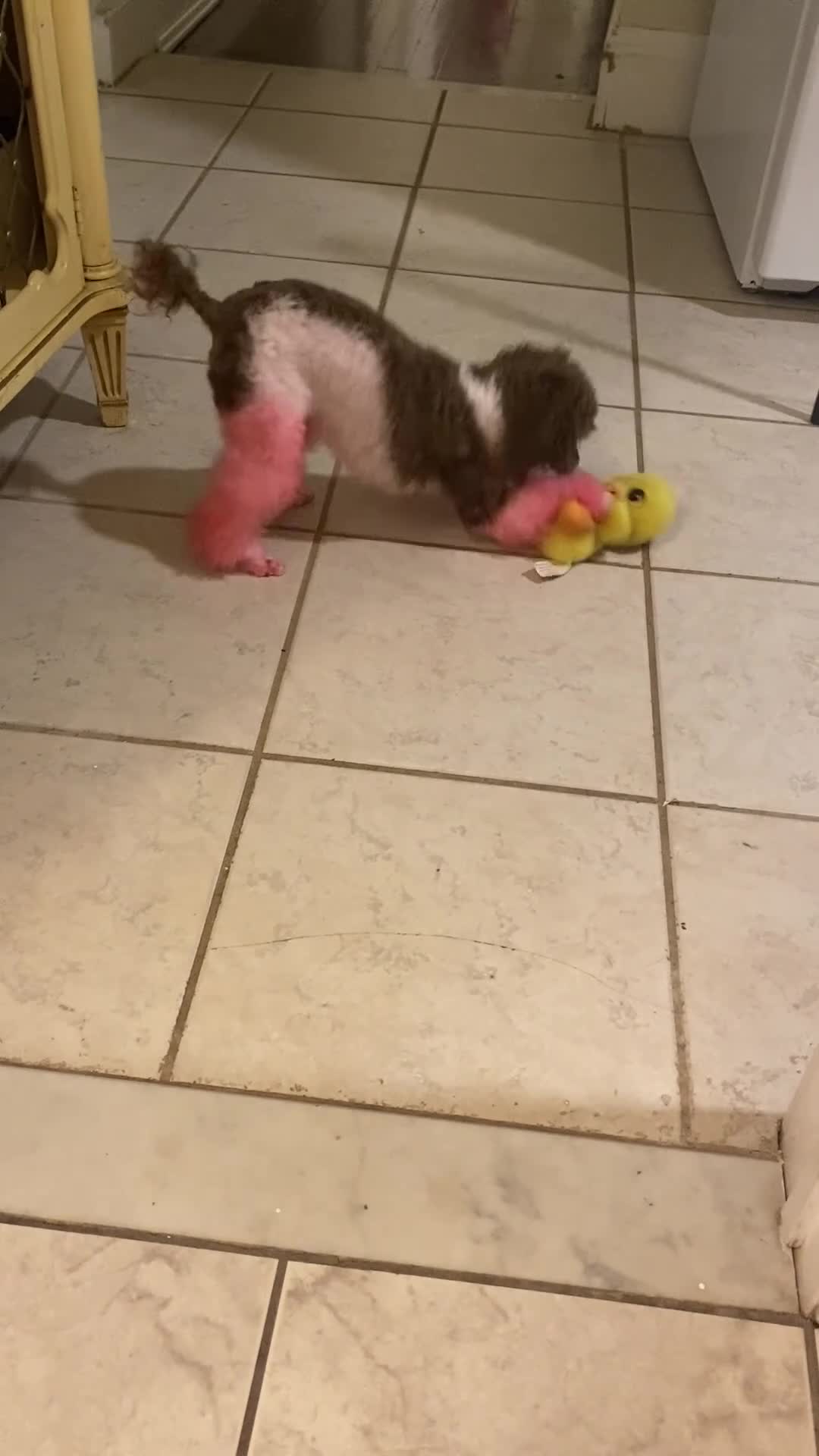 Toy Poodle dogs for sale: Luna - Video 2