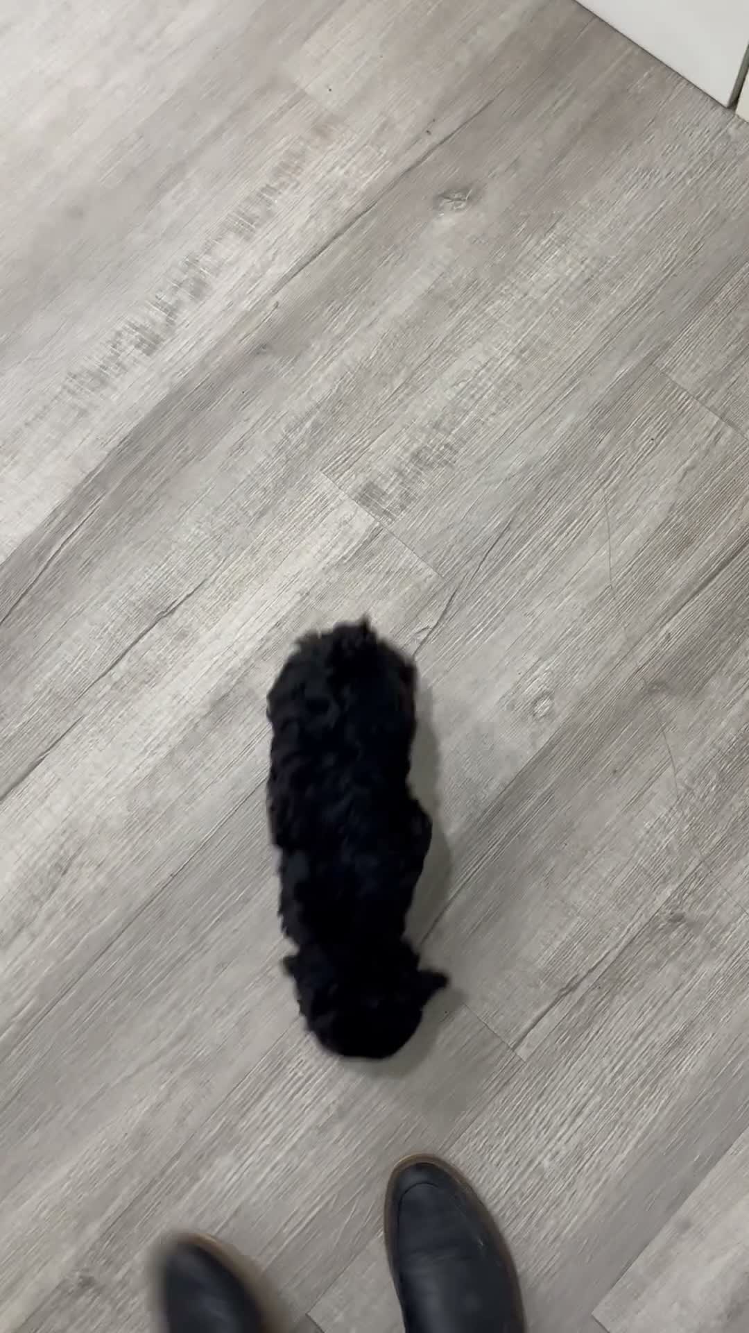 Cockapoo dogs for sale: Bailey - Video 1