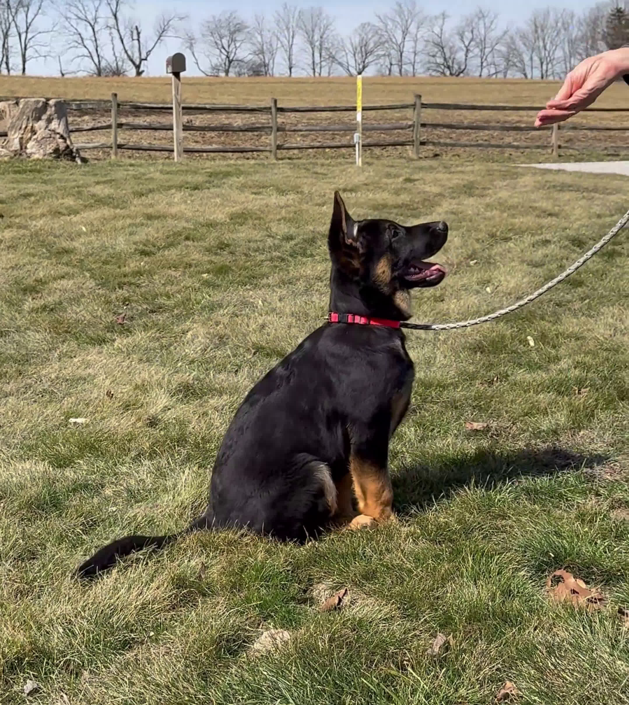 German Shepherd dogs for sale: Diego - Video 1
