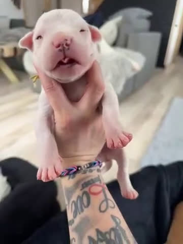 Dogo Argentino dogs for sale: Yellow collar male - Video 2