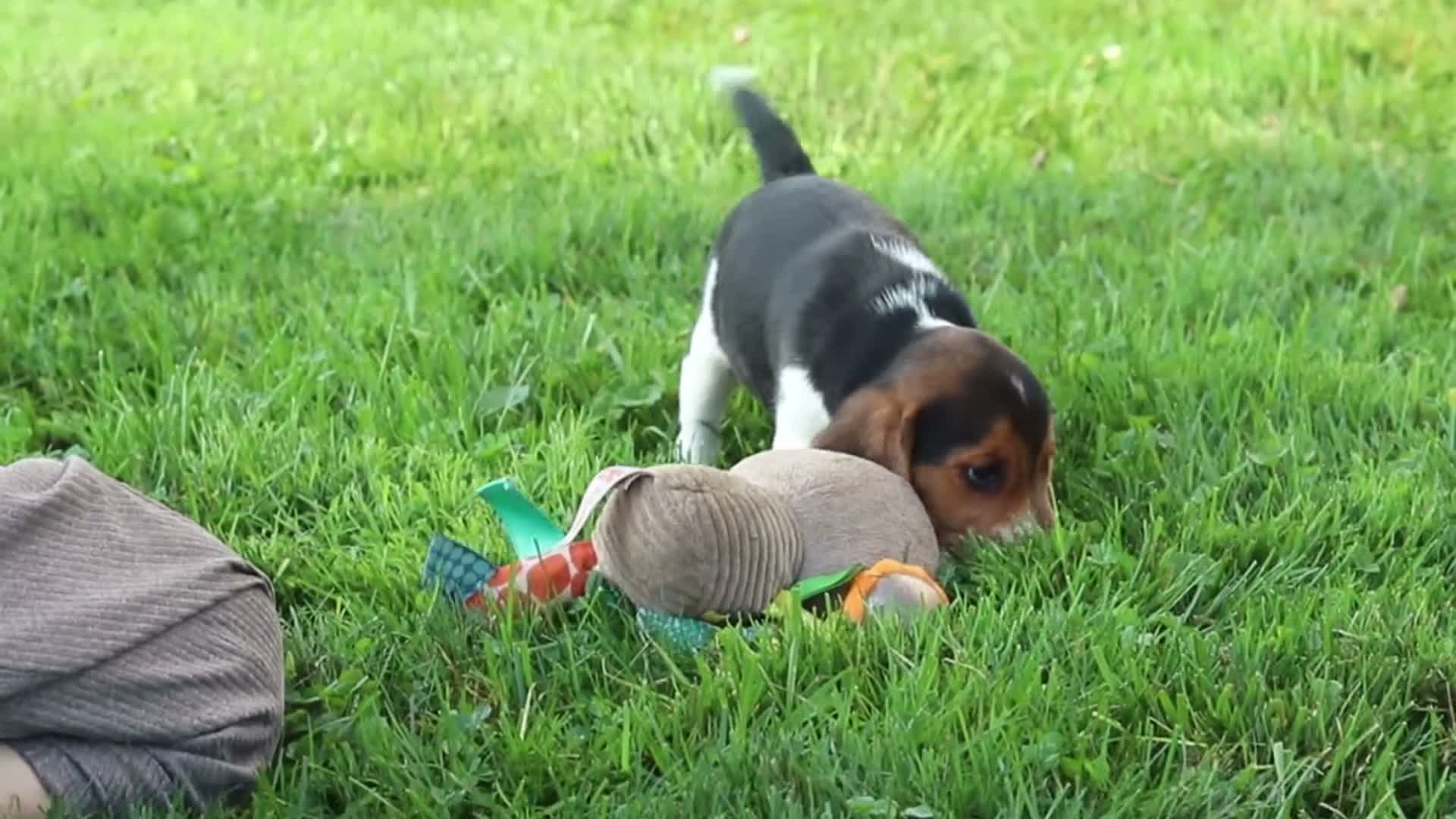 Beagle dogs for sale: Enzo - Video 2