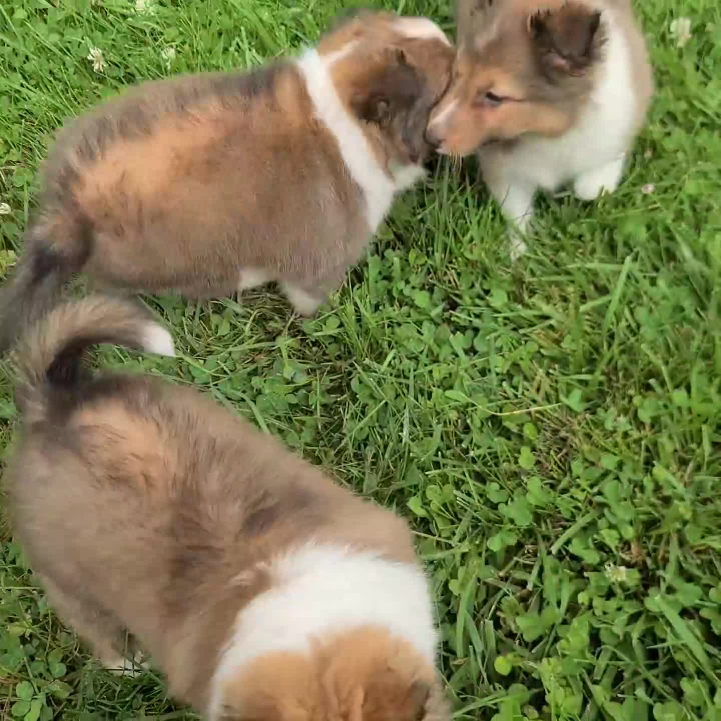 Shetland Sheepdog dogs for sale: Kevin - Video 1