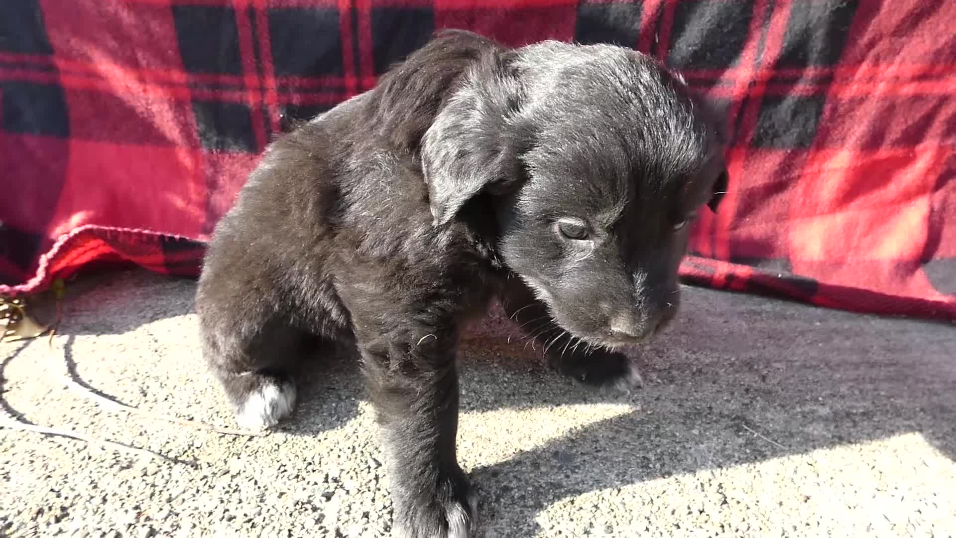 Great Pyrenees dogs for sale: Great Pyrenees Puppy 8 Beverly - Video 1