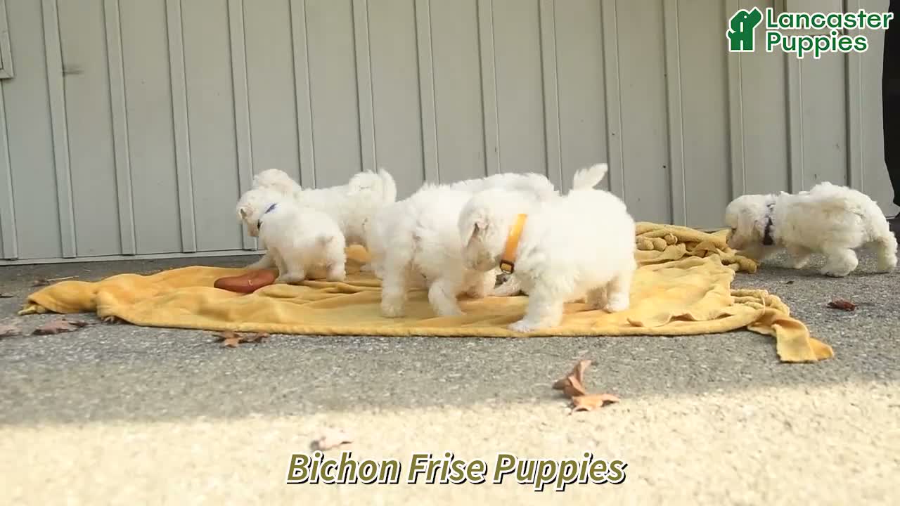 Bichon Frise dogs for sale: Halia  - Video 1