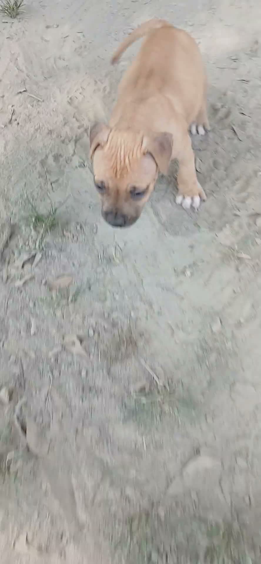 American Pit Bull Terrier dogs for sale: American Pit Bull Terrier 1 - Video 1