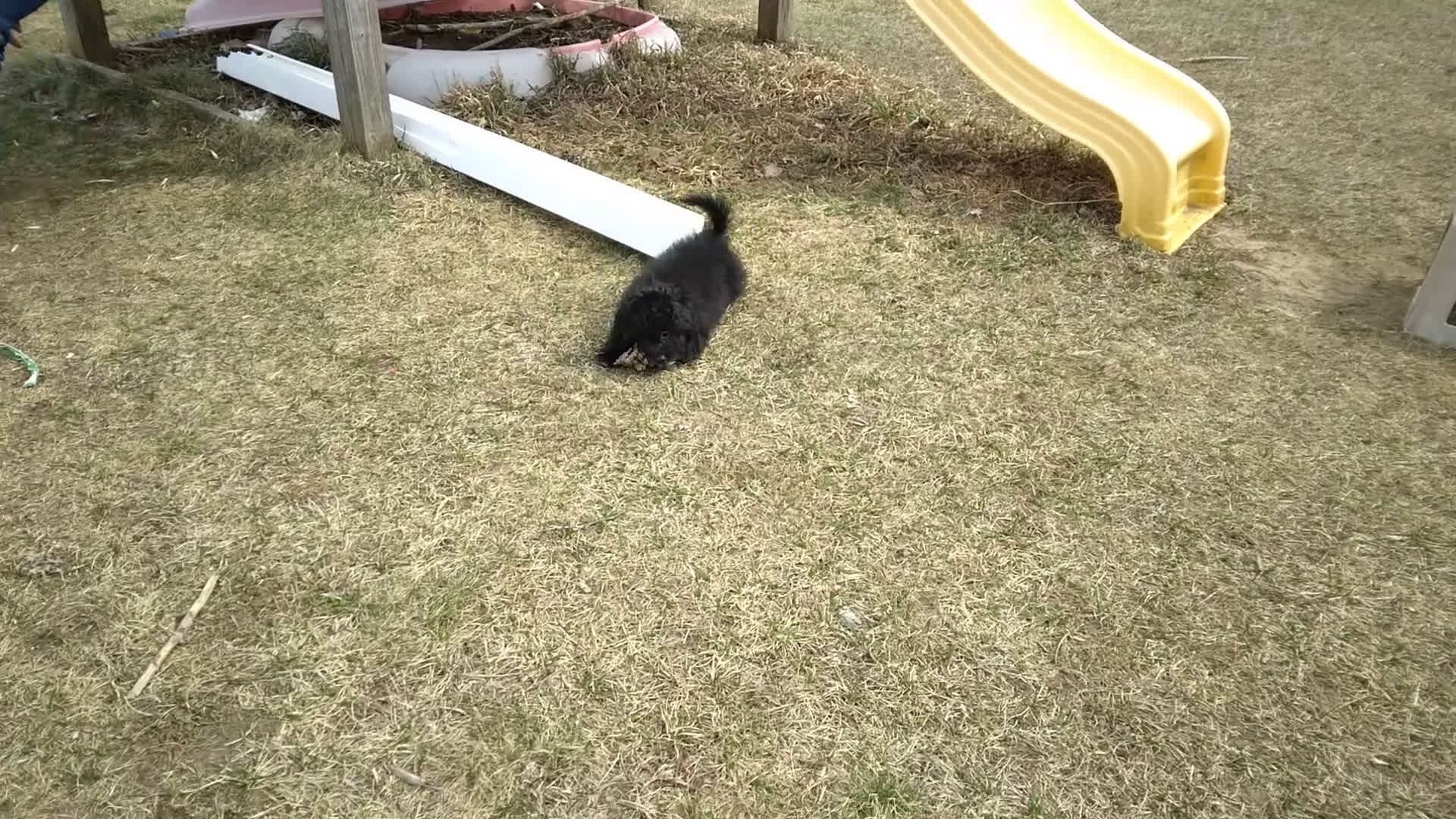 Pomapoo dogs for sale: Cooper - Video 1