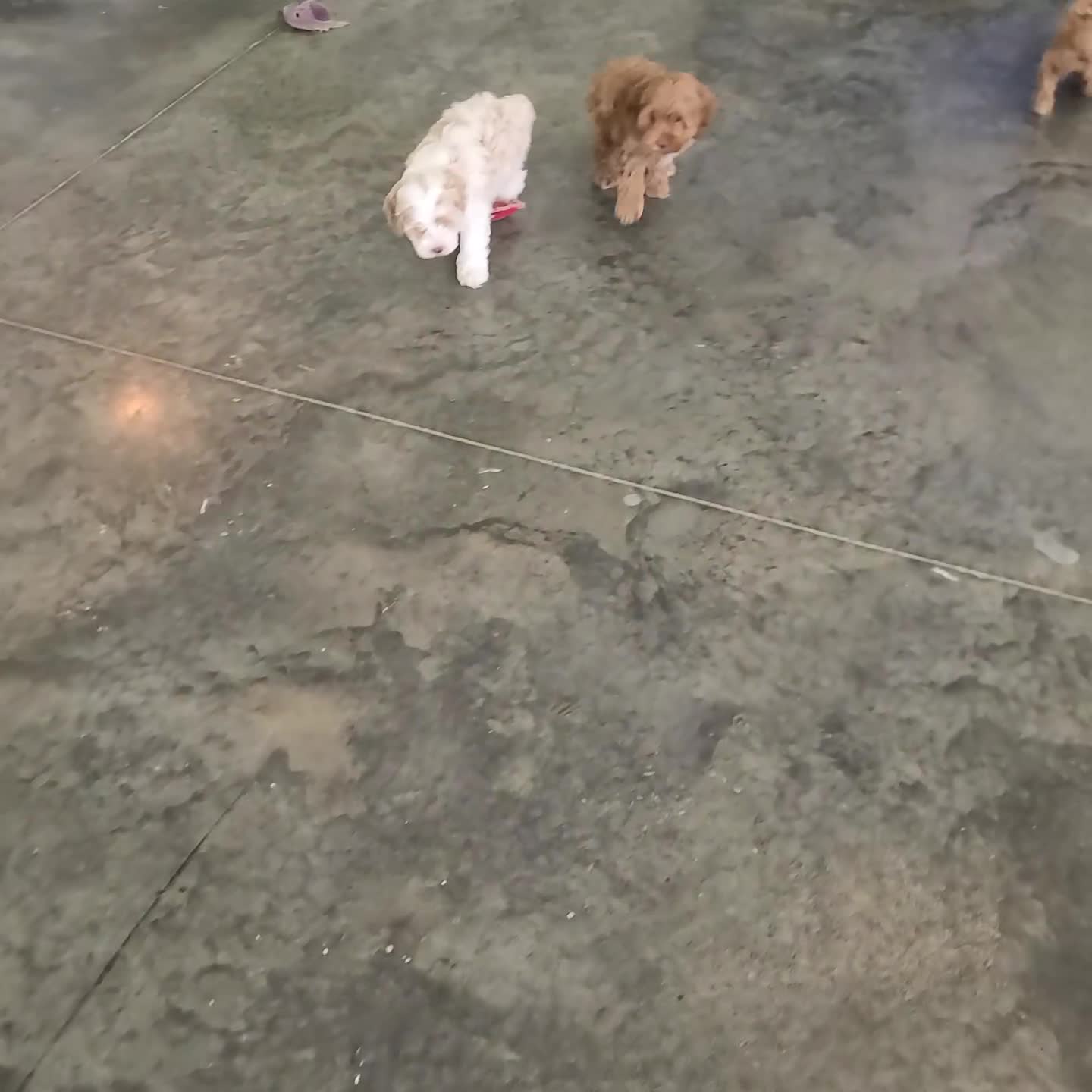Cockapoo dogs for sale: Echo - Video 2