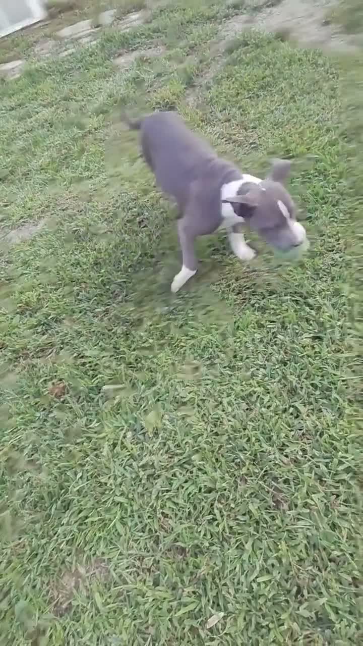 American Pit Bull Terrier dogs for sale: American Pit Bull Terrier 4 - Video 3